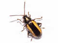 Phyllotreta vittula